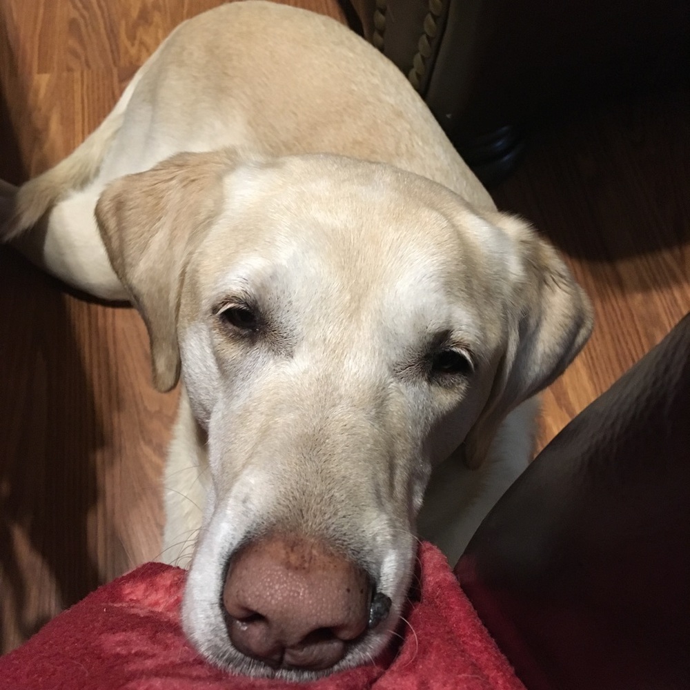 Meet your Posher, Karen